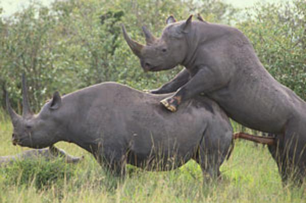 So this Super Tuesday Thing Rhino2